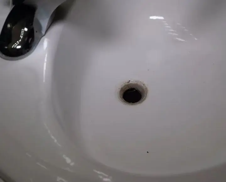 mushroom growing in sink drain